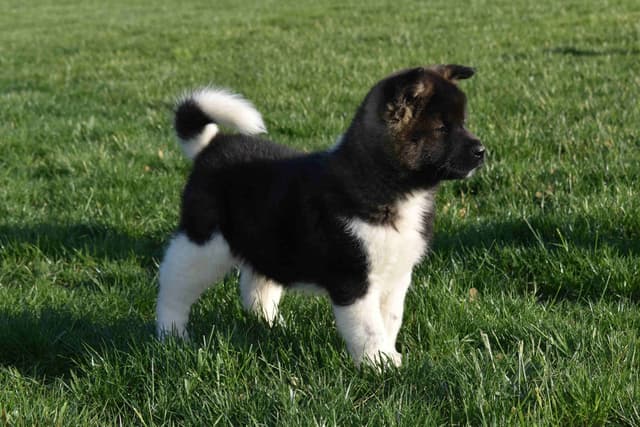Akita Puppies media 4