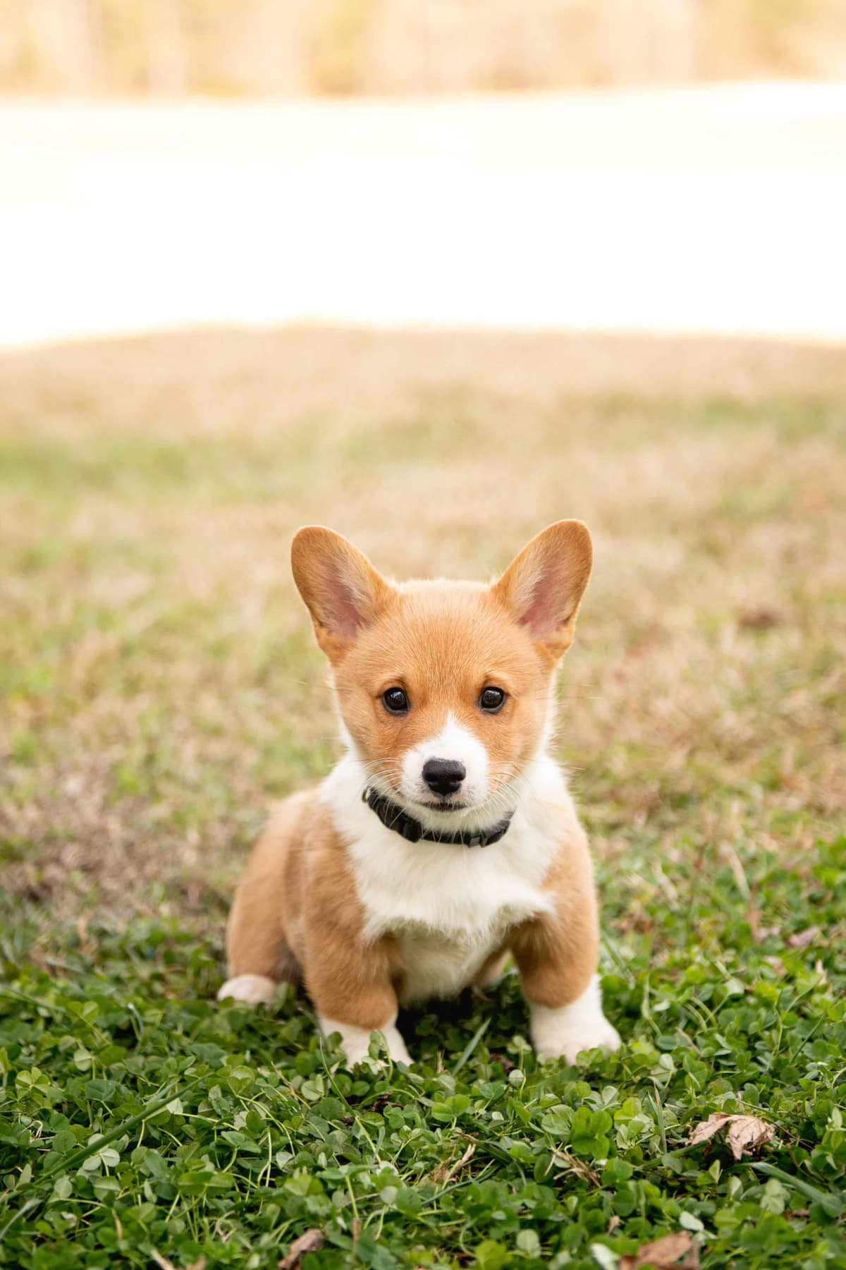 Pembroke Welsh Corgi Puppies breeder image 3