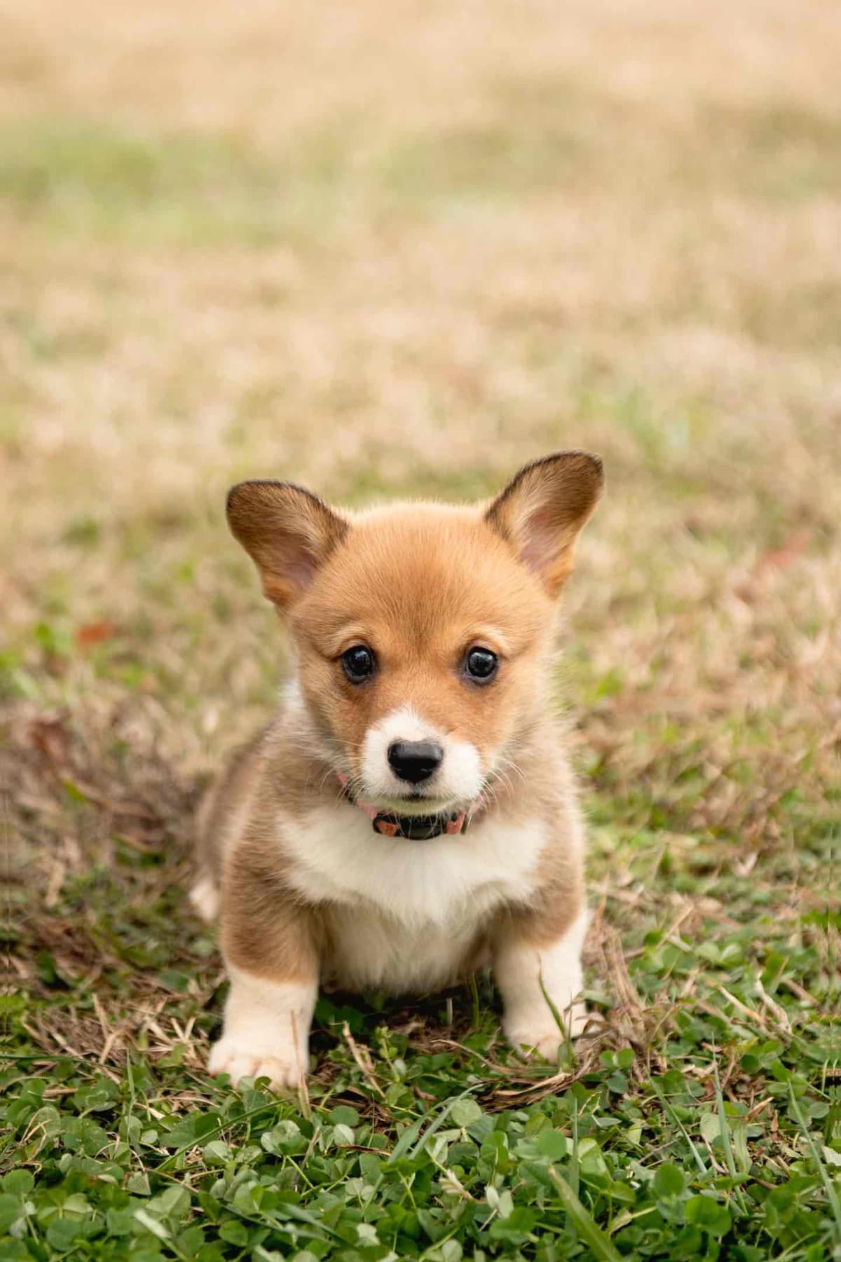 Pembroke Welsh Corgi Puppies breeder image 4