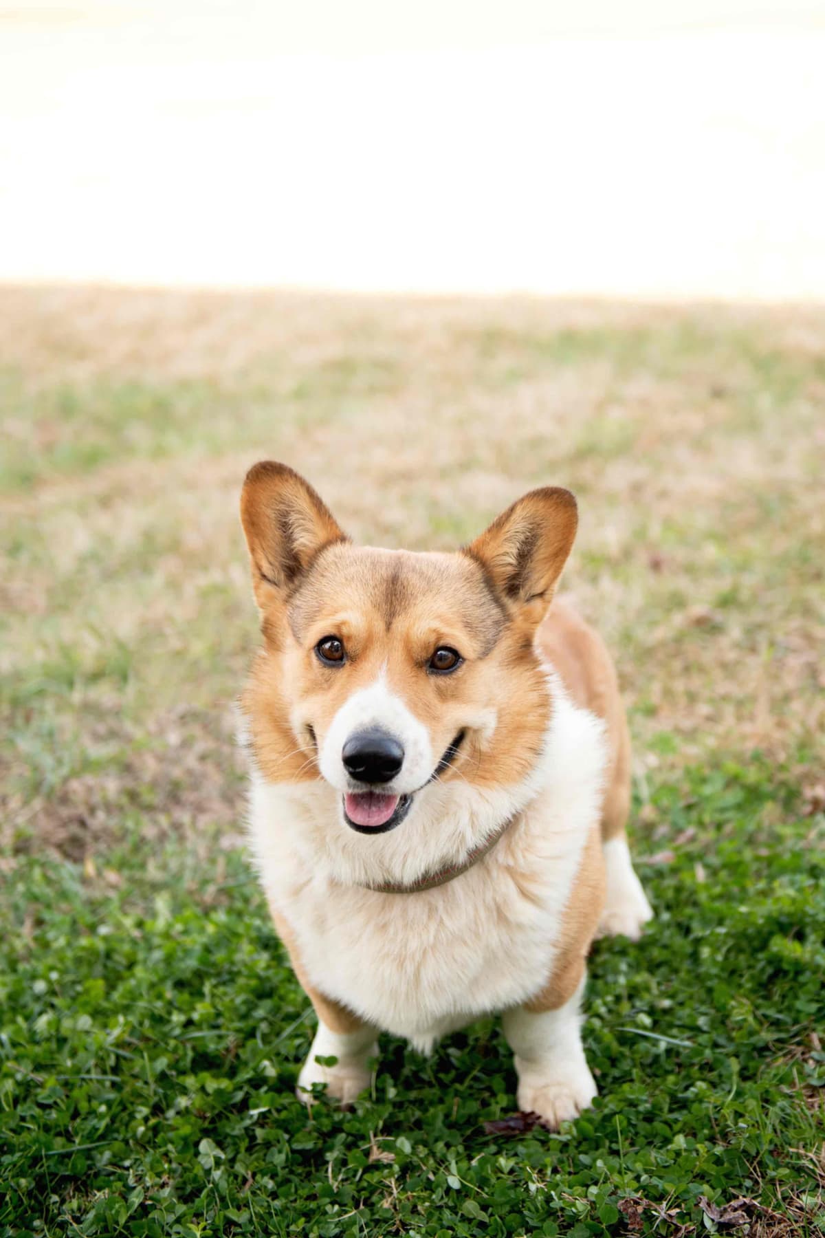 Pembroke Welsh Corgi Puppies breeder image 5