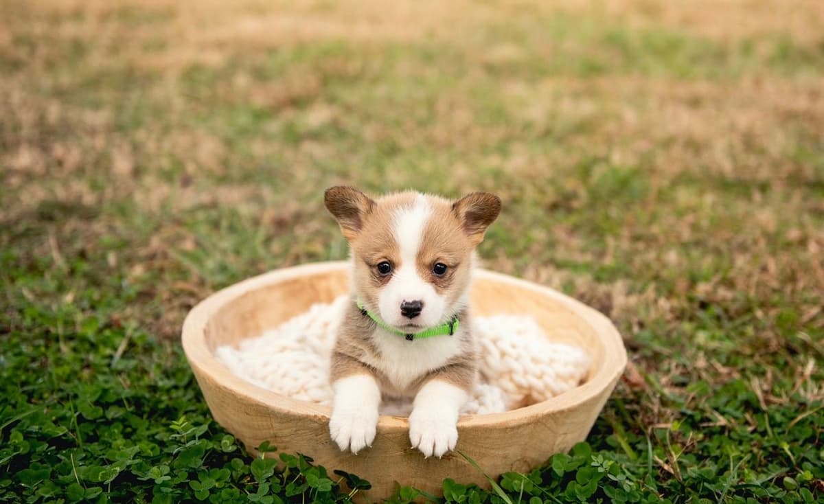 Pembroke Welsh Corgi Puppies breeder image 6