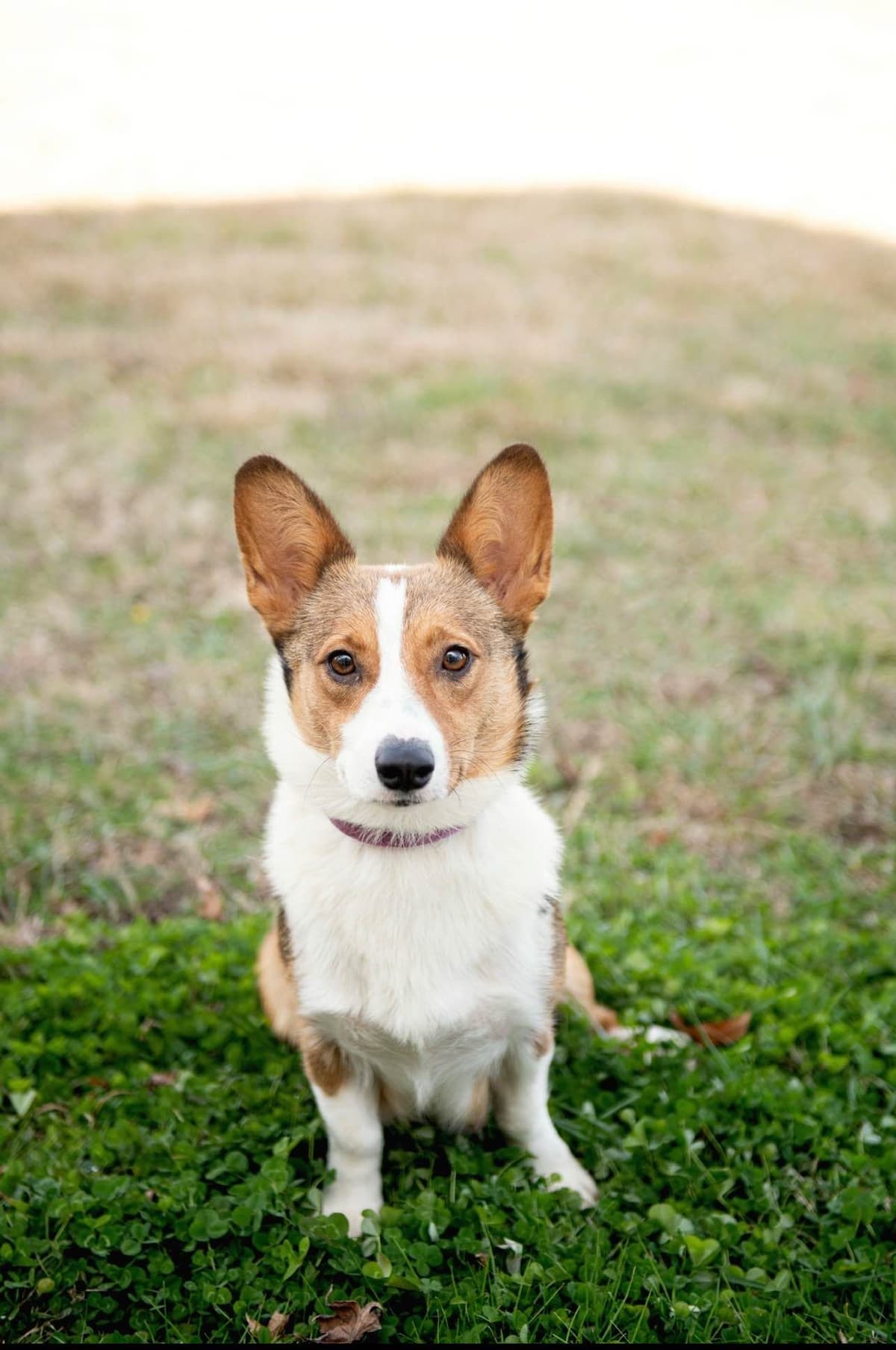 Pembroke Welsh Corgi Puppies breeder image 8