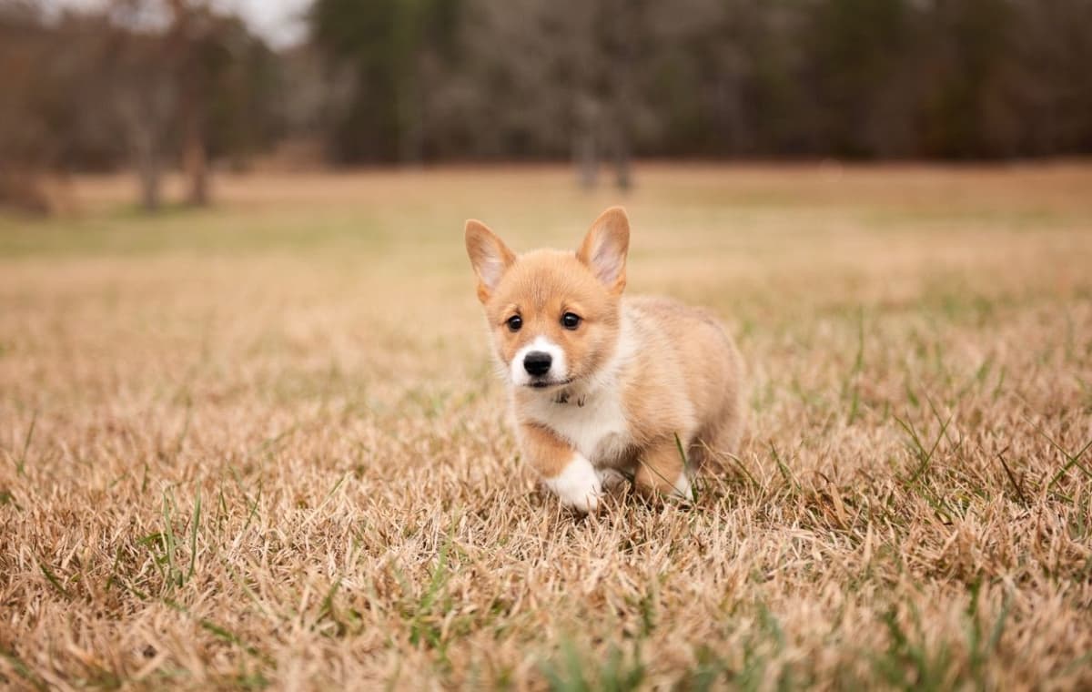 Pembroke Welsh Corgi Puppies breeder image 10