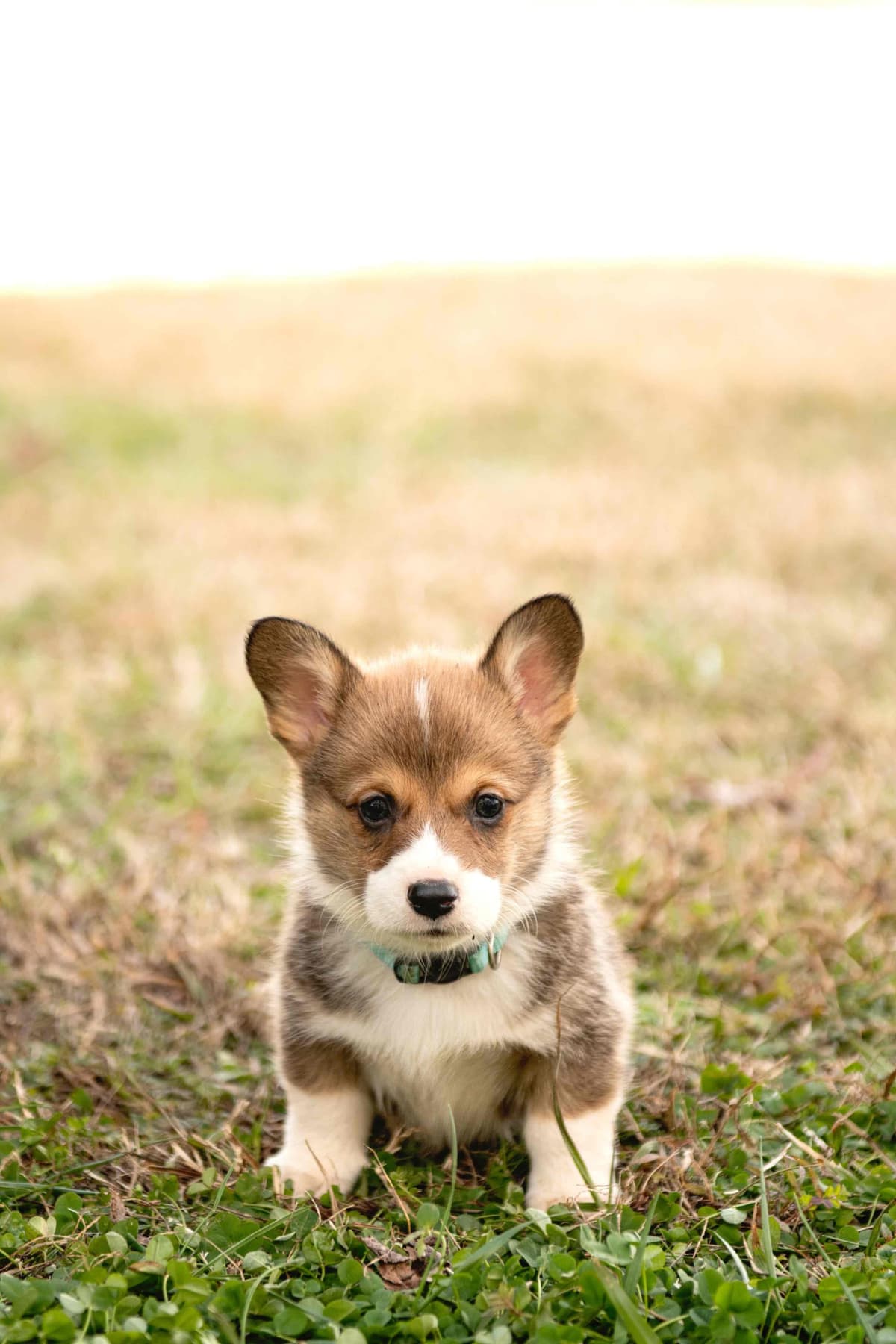 Pembroke Welsh Corgi Puppies breeder image 11