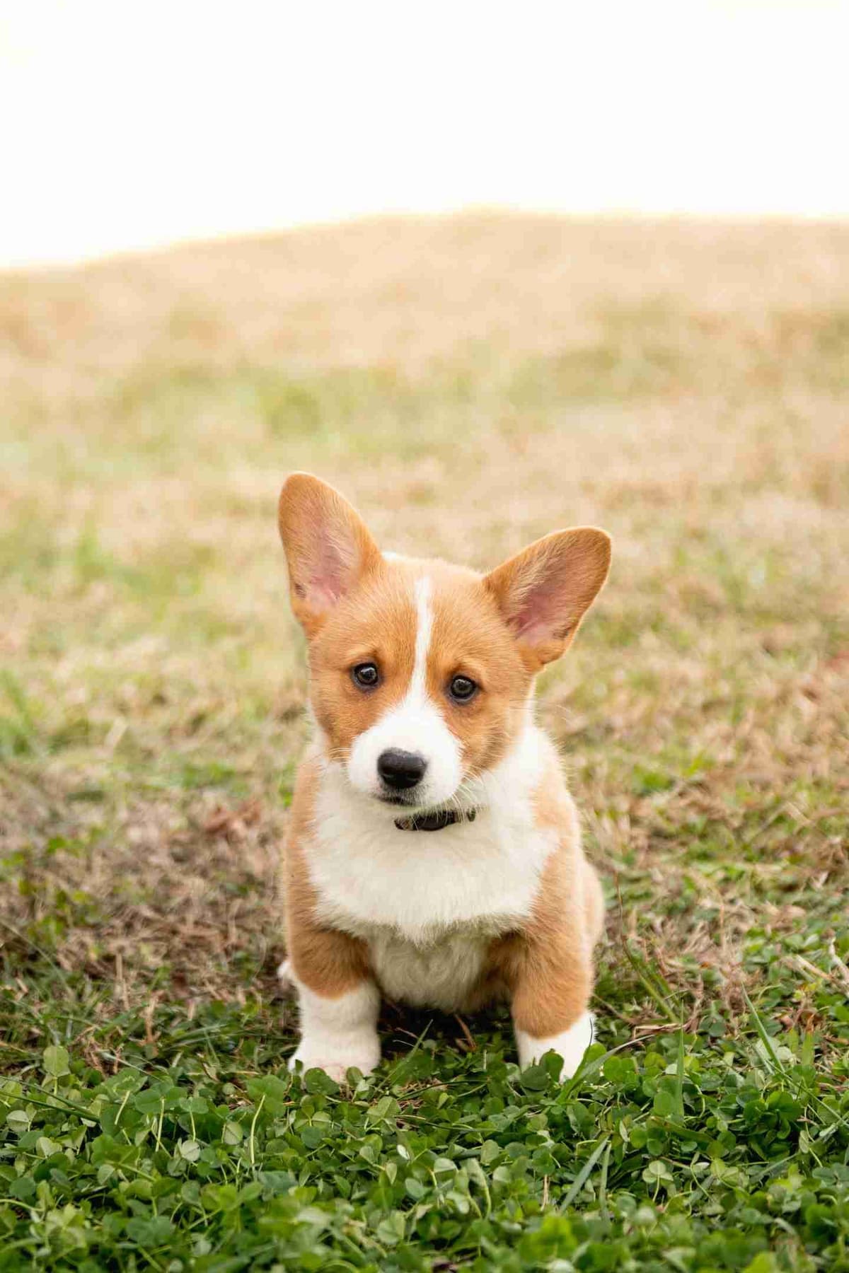 Pembroke Welsh Corgi Puppies breeder image 12