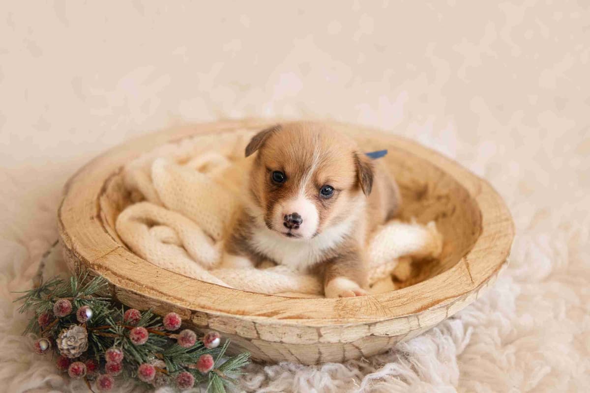 Pembroke Welsh Corgi Puppies breeder image 13