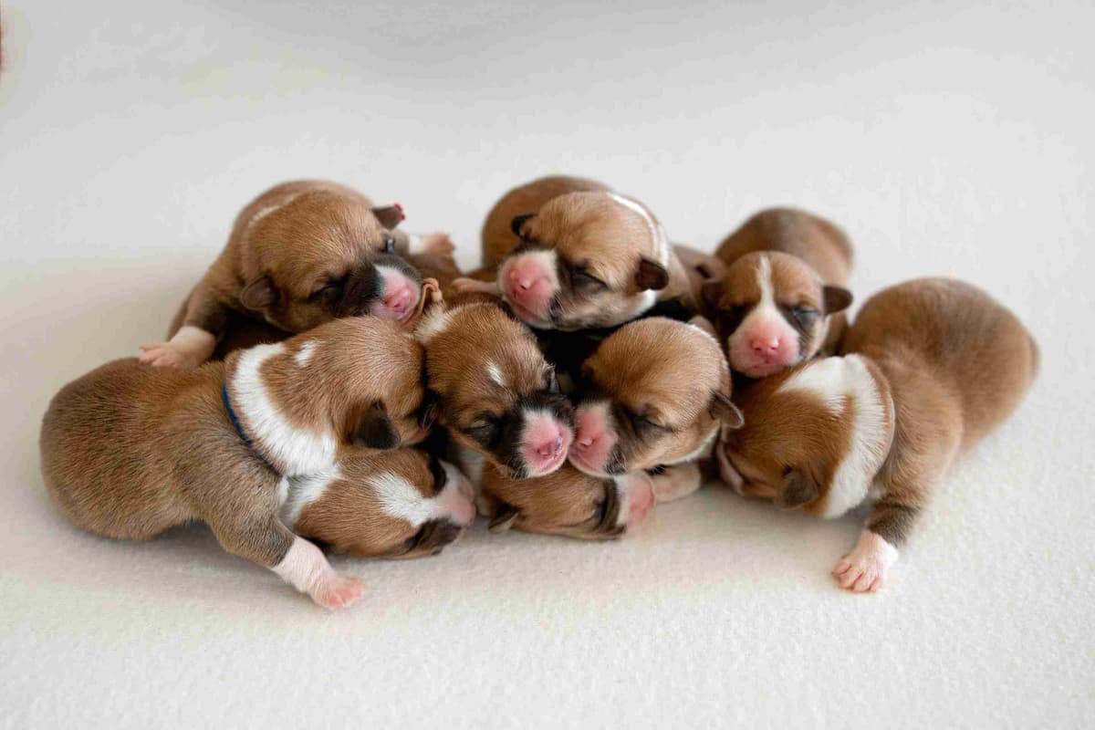 Pembroke Welsh Corgi Puppies breeder image 15