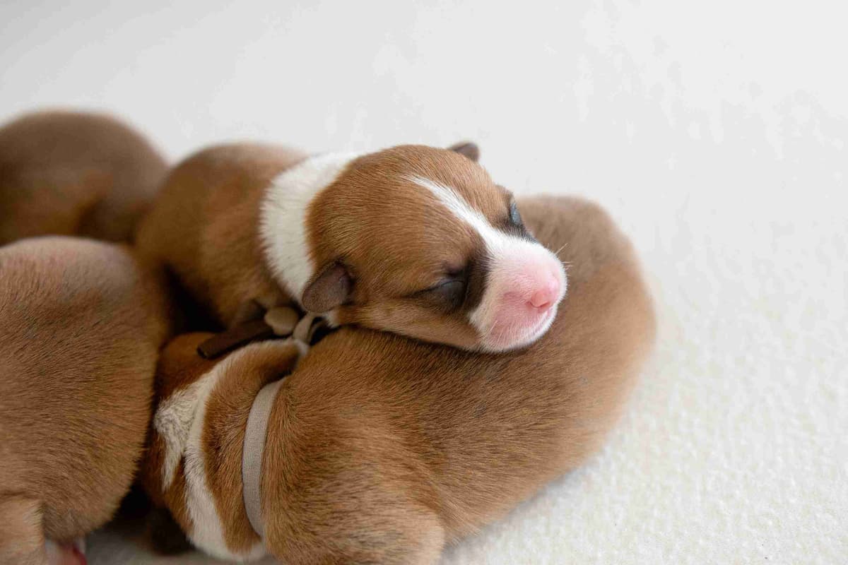 Pembroke Welsh Corgi Puppies breeder image 16