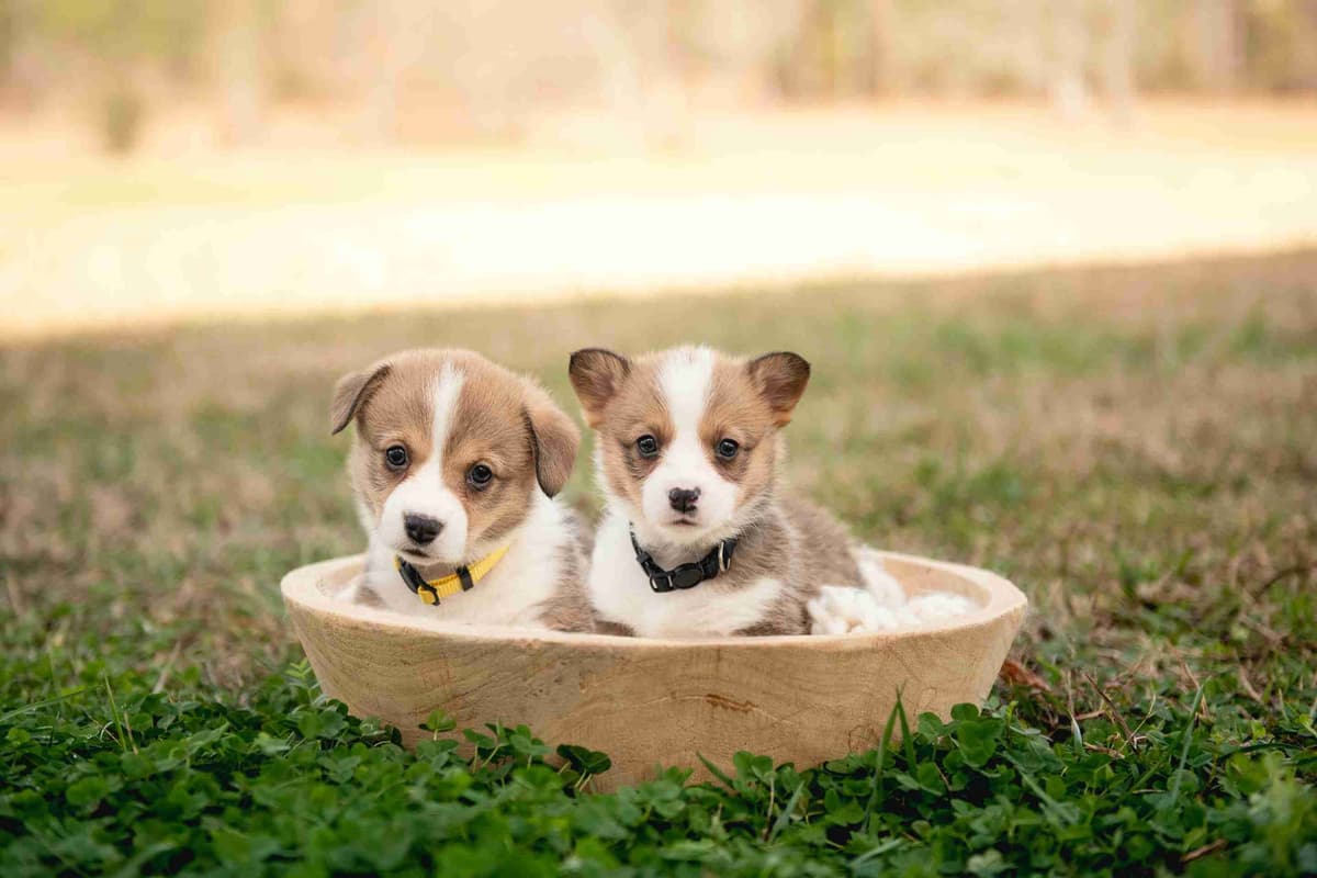 Pembroke Welsh Corgi Puppies breeder image 17