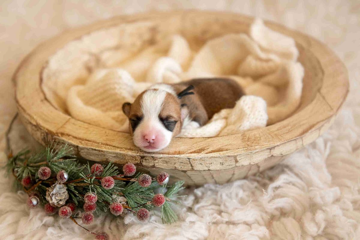 Pembroke Welsh Corgi Puppies breeder image 18