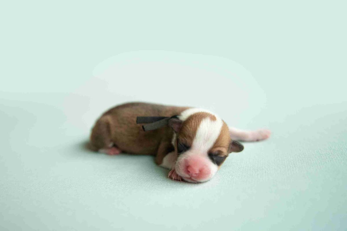 Pembroke Welsh Corgi Puppies breeder image 19