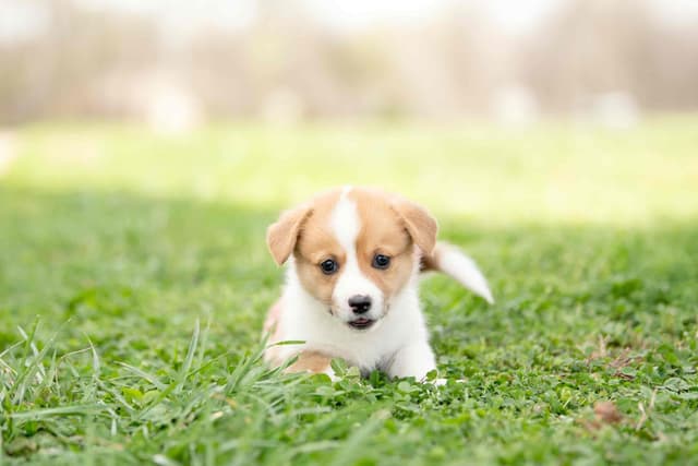 Pembroke Welsh Corgi Puppies media 2