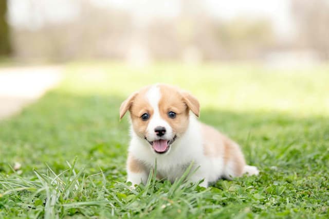 Pembroke Welsh Corgi Puppies media 3