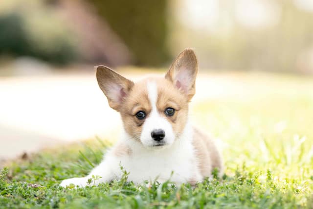 Pembroke Welsh Corgi Puppies media 4