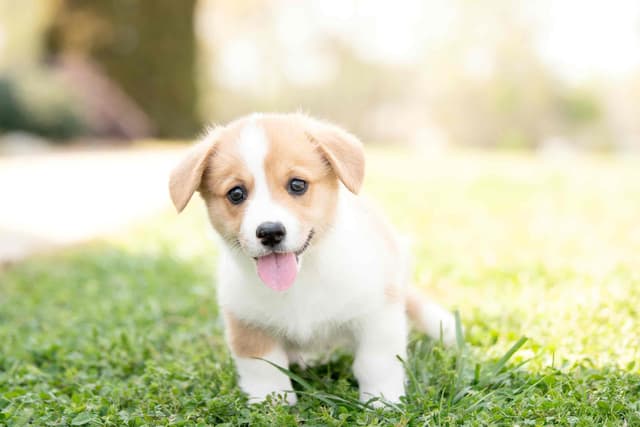 Pembroke Welsh Corgi Puppies media 8