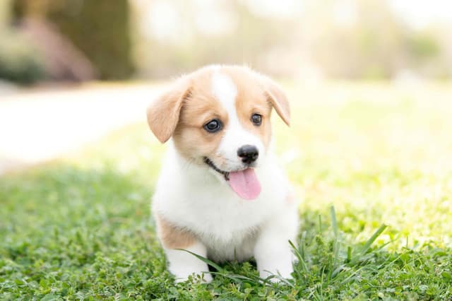 Pembroke Welsh Corgi Puppies media 9