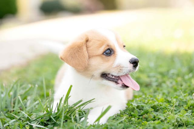 Pembroke Welsh Corgi Puppies media 10