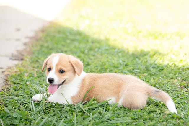 Pembroke Welsh Corgi Puppies media 12