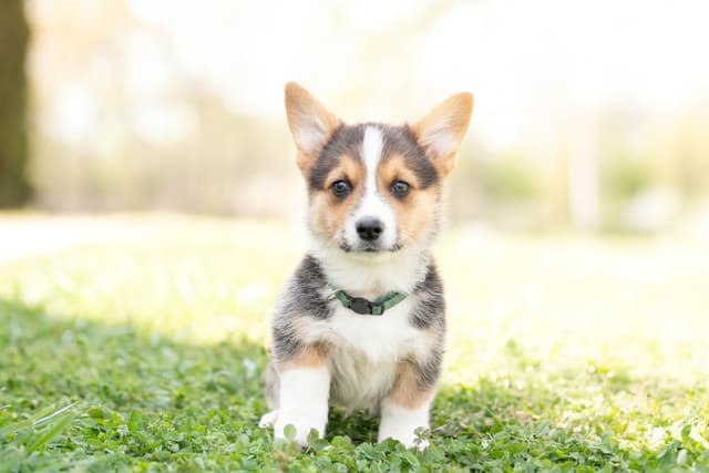 Pembroke Welsh Corgi Puppies media 2