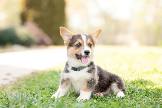 Pembroke Welsh Corgi Puppies media 3
