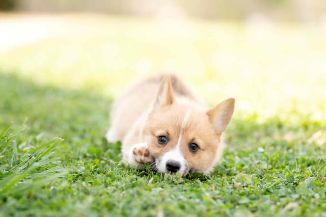 Pembroke Welsh Corgi Puppies media 5
