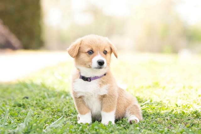 Pembroke Welsh Corgi Puppies media 8