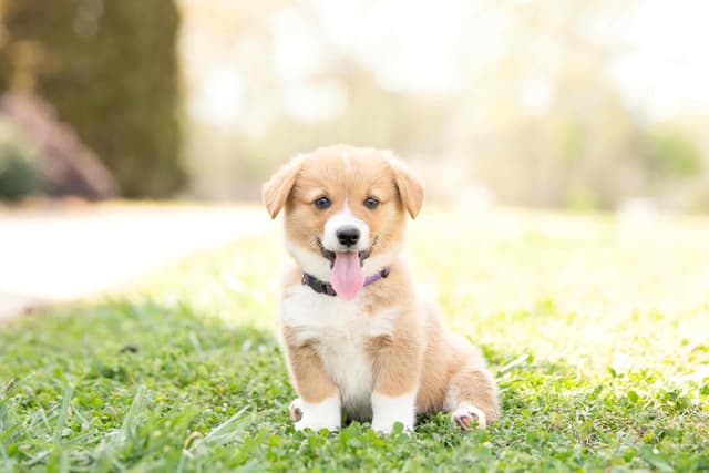 Pembroke Welsh Corgi Puppies media 9