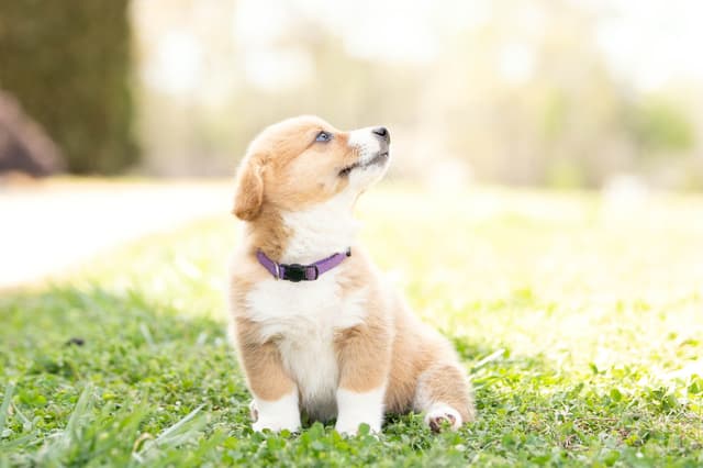 Pembroke Welsh Corgi Puppies media 10