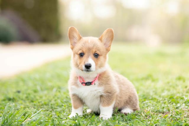 Pembroke Welsh Corgi Puppies media 11