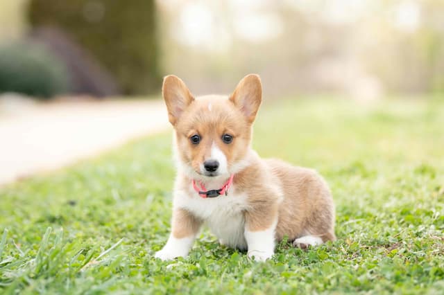 Pembroke Welsh Corgi Puppies media 12