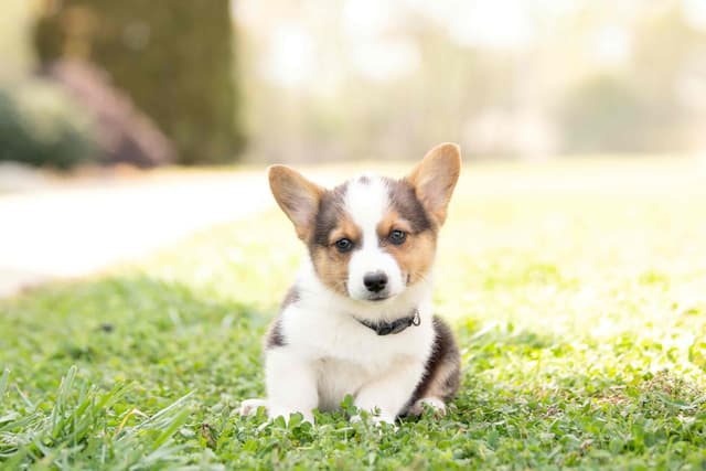 Pembroke Welsh Corgi Puppies media 13
