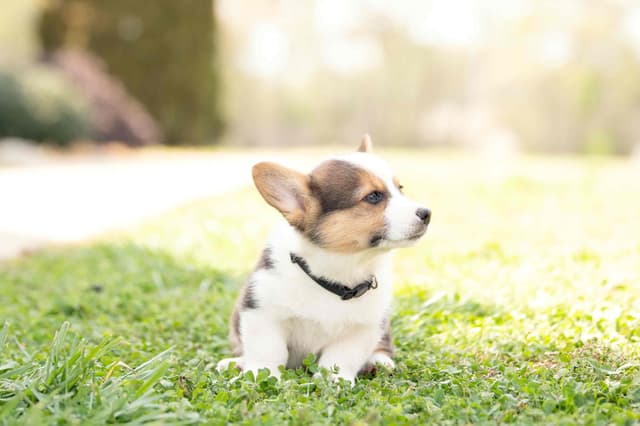 Pembroke Welsh Corgi Puppies media 14
