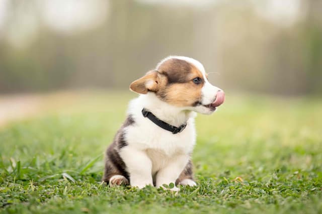 Pembroke Welsh Corgi Puppies media 15