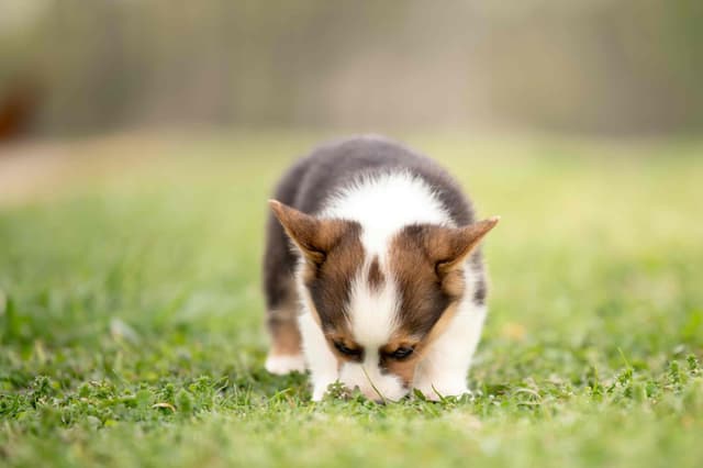 Pembroke Welsh Corgi Puppies media 17
