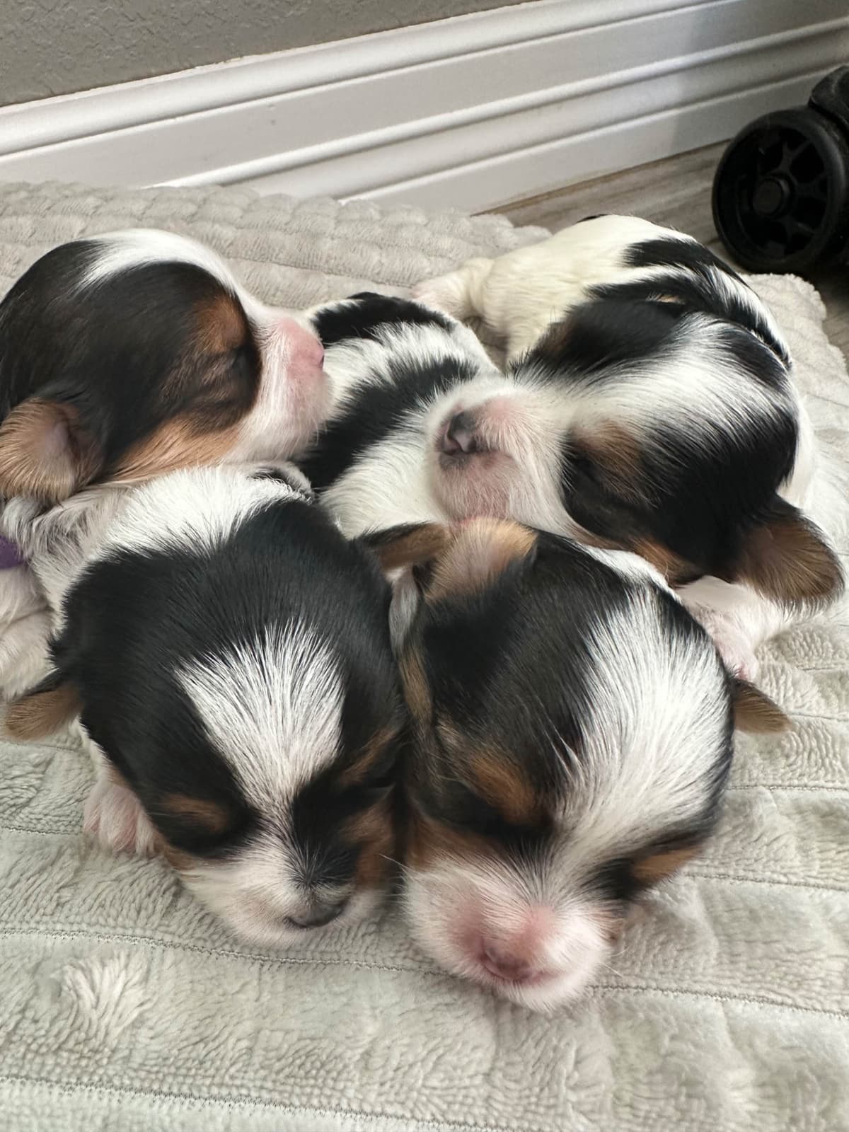 Yorkshire Terrier Puppies breeder image 4