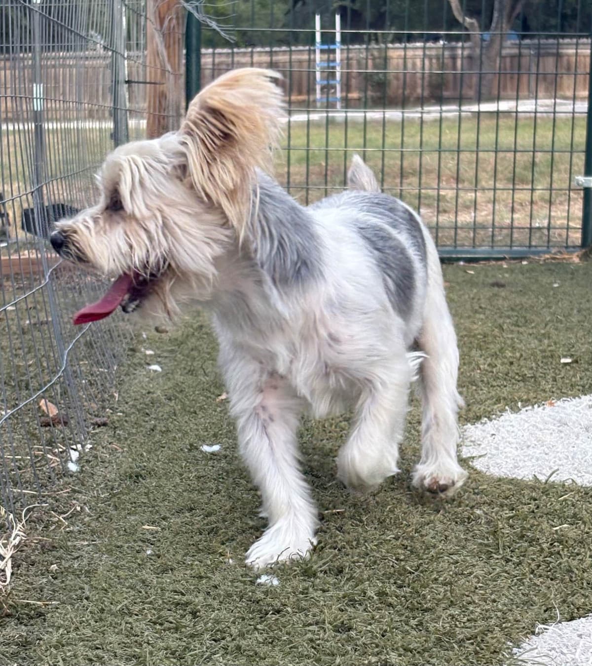 Yorkshire Terrier Puppies breeder image 8