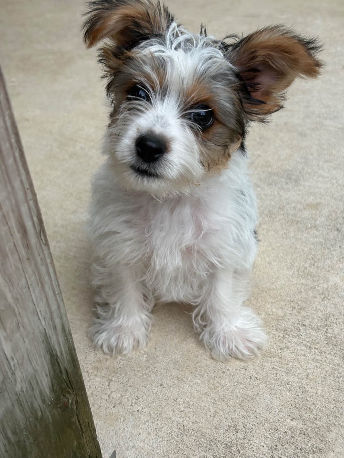 Yorkshire Terrier Puppies breeder image 11