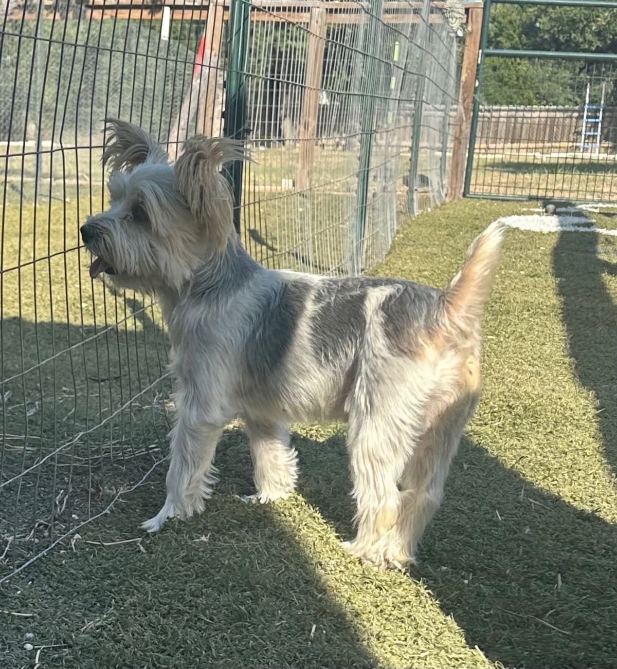 Yorkshire Terrier Puppies breeder image 10