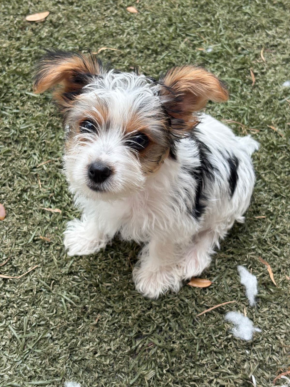 Yorkshire Terrier Puppies breeder image 12