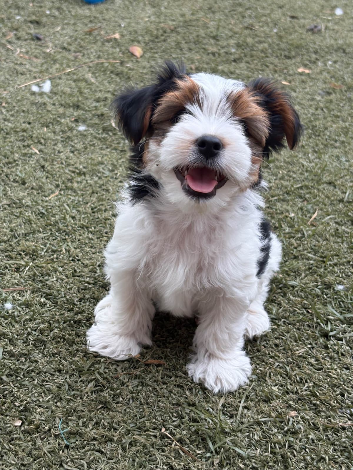 Yorkshire Terrier Puppies breeder image 1