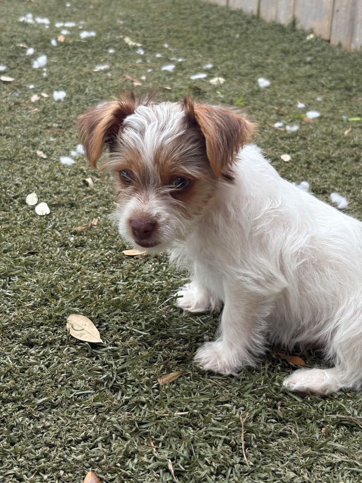 Yorkshire Terrier Puppies breeder image 13