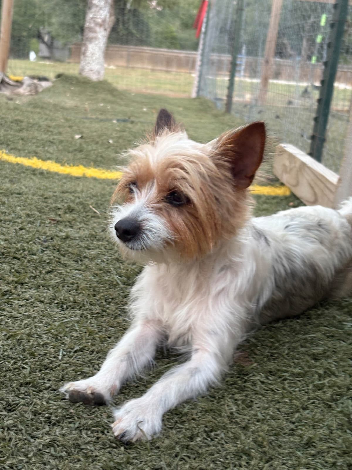 Yorkshire Terrier Puppies breeder image 15