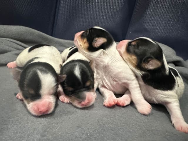 Yorkshire Terrier Puppies media 4