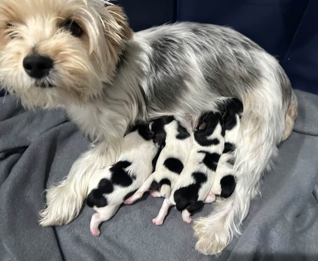 Yorkshire Terrier Puppies media 3