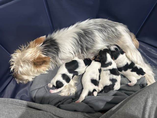 Yorkshire Terrier Puppies media 5