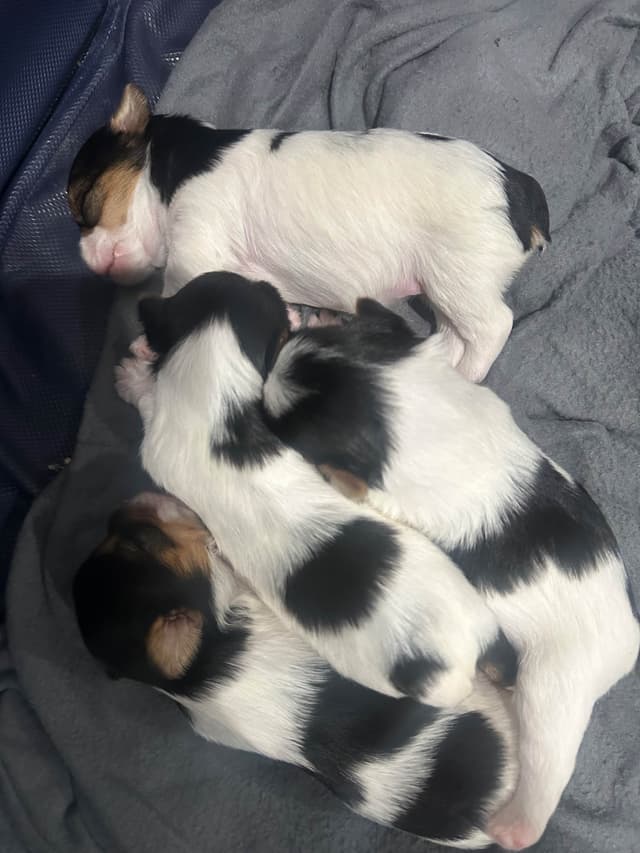 Yorkshire Terrier Puppies media 6