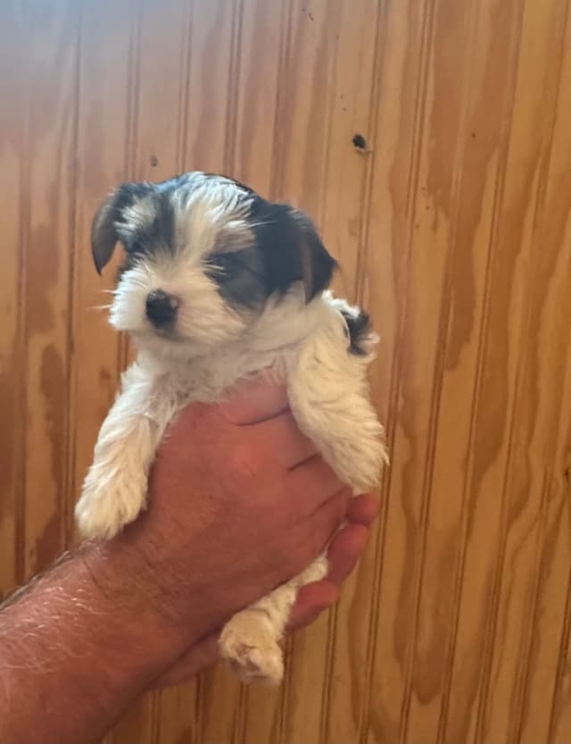 Yorkshire Terrier Puppies media 2