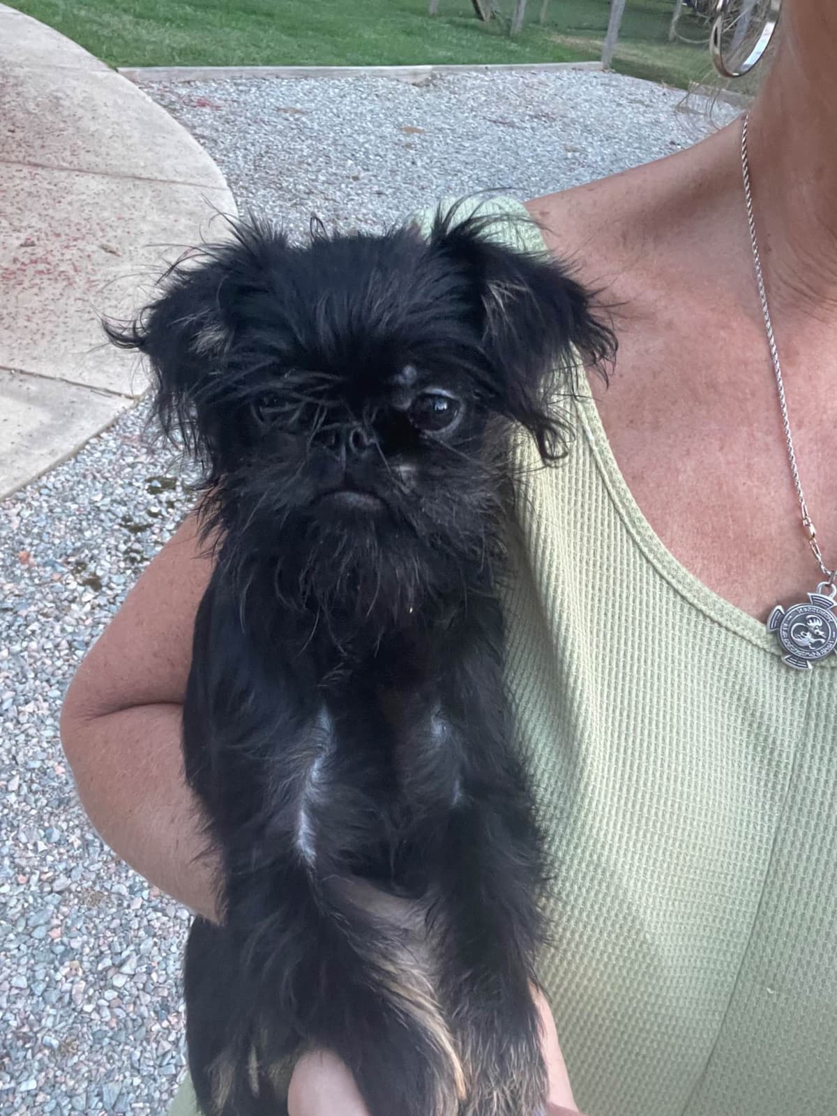 Brussels Griffon Puppies breeder image 3
