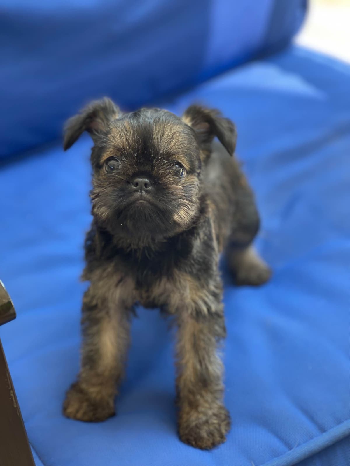 Brussels Griffon Puppies breeder image 4