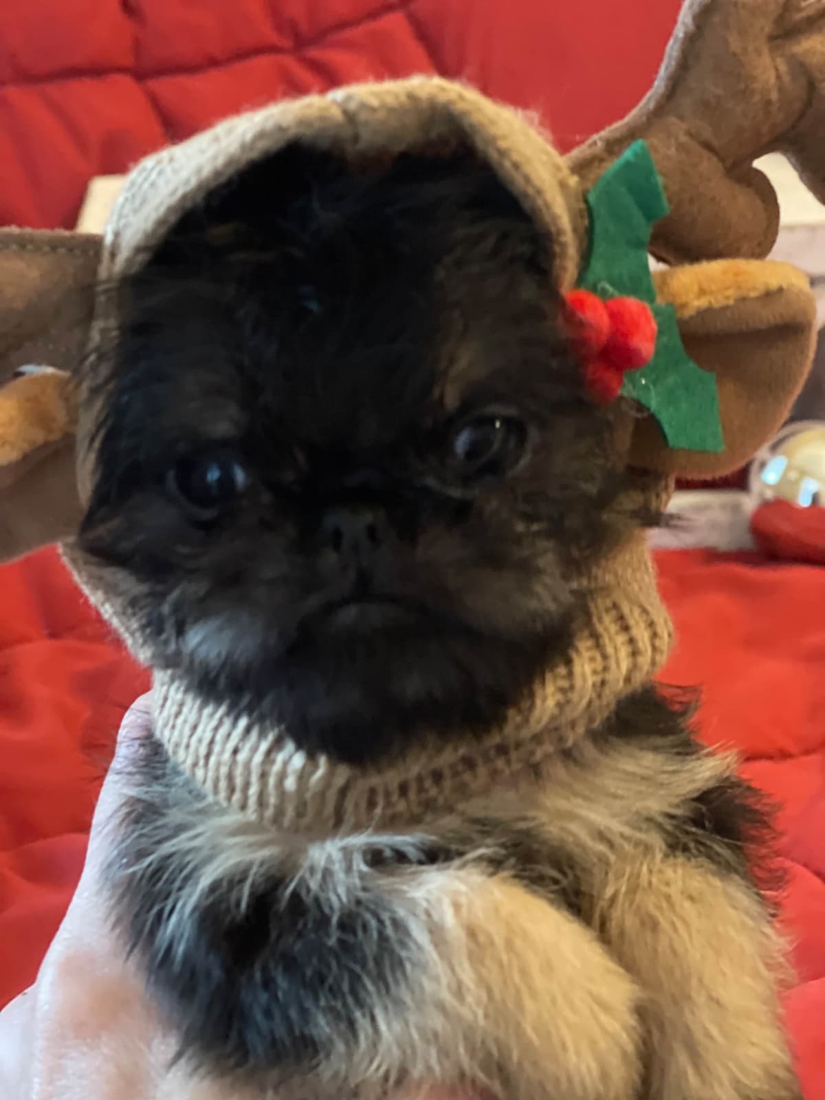 Brussels Griffon Puppies breeder image 6